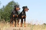 DOBERMANN 544